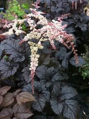 Astilbe Chocolate Shogun 4qt